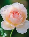 A rose by any other name18