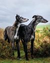 Country Life UK
