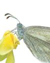 The butterfly of mystery emerges Country Life UK