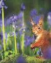 Save woods for red squirrels Country Life UK