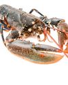 Claws for thought Country Life UK