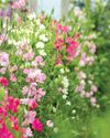 Sow the seeds of summer now16