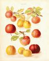 A fruitful Apple Day launch5