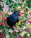 On the hedge17