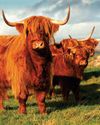 Abattoir shortage poses growing welfare risks4