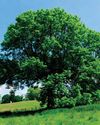 Forestry sector urged to innovate amid myriad threats1