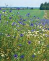Country Life UK