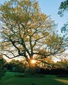 Country Life UK