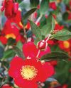 Pickings for Christmas26