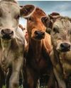 Government urged to accelerate bTB strategy Government urged to accelerate bTB strategy2