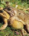 All about amphibians