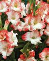 Glorious Gladioli