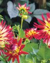 Everlasting Dahlias