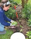 Planting out seedlings