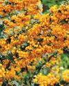 Top Ten Berberis