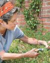 Taking greenwood cuttings