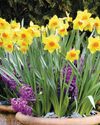 Bulbs flourish in containers