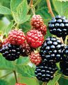 Better blackberries