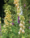 Foxgloves (digitalis)