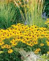 Rudbeckias Rudbeckias