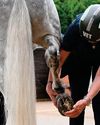 Vets face ethical dilemmas treating competition horses