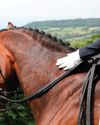 Welfare action plan 'change that's needed in horse sport'