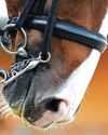 Danish double bridle and curb ban could be coming