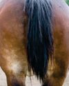 New rule states that all horses must have tails