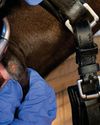 Link found between oral lesions and conflict behaviour in horses Link found between oral lesions and conflict behaviour in horses