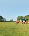 Lack of turnout and knowledge drive the new equine crisis Lack of turnout and knowledge drive the new equine crisis