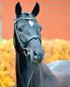 The stallion who rose to the challenge The stallion who rose to the challenge