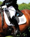 New format could change the concept of young horse classes New format could change the concept of young horse classes