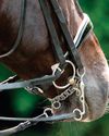 Double bridles themselves are not the issue, research finds Double bridles themselves are not the issue, research finds