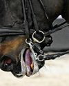 Call for action on 'blue tongues and signs of pain in dressage Call for action on 'blue tongues and signs of pain in dressage