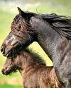 A mixed picture for Britain's rare native breeds A mixed picture for Britain's rare native breeds