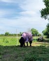 The benefits of track systems for equine weight management The benefits of track systems for equine weight management