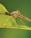 Fatal virus found in UK mosquitoes for the first time4