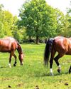 Still much work to be done on public trust in the horse world Still much work to be done on public trust in the horse world1