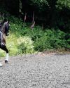 Exams for horse owners could improve public acceptance Exams for horse owners could improve public acceptance0