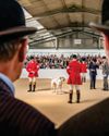 Hound shows, and how to win them Hound shows, and how to win them20