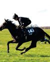 Access all areas Craven Breeze-Up Sales Access all areas Craven Breeze-Up Sales11