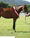 Riding horse reaps Royale reign Riding horse reaps Royale reign18
