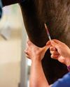 Efforts to secure vet medicine in Northern Ireland but work to do3