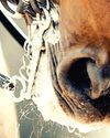 Emergency rule change bans use of 'unnatural' mouth foam0