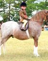 Horse & Hound