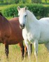 Horse & Hound