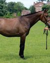 'Showing is as popular as ever' Horse & Hound
