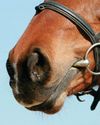 Research backs up calls to give the choice on double bridle use Research backs up calls to give the choice on double bridle use1