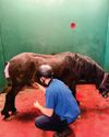 Castration: reducing the risk Castration: reducing the risk10