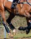 Changes to whip rules and flag penalties proposed in eventing Changes to whip rules and flag penalties proposed in eventing2